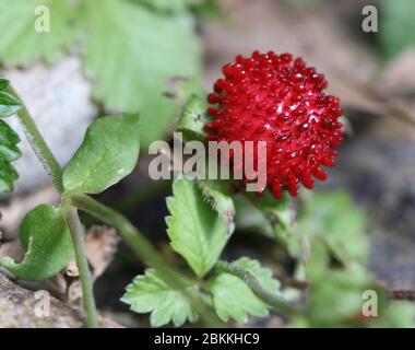 Nahaufnahme einer leuchtend roten Mock Strawberry, (Potentilla indica) wächst in einem Hof Stockfoto
