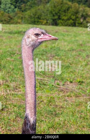 Der Strauß (lateinisch: Struthio camelus) oder einfach Strauß, ist eine Art von großen fluglosen Vögeln, die in bestimmten großen Gebieten Afrikas beheimatet sind. Nahaufnahme Po Stockfoto