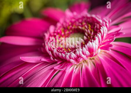 Nahaufnahme einer rosa Gerbera Blume mit schönen weichen Blütenblättern Stockfoto