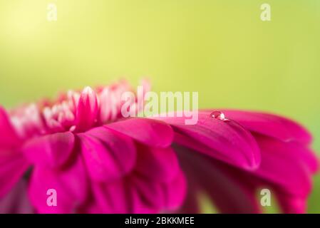 Nahaufnahme eines Wassertropfens auf einer rosa gerberblume Stockfoto