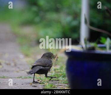 Blackbird Sammeln Nistmaterial Stockfoto