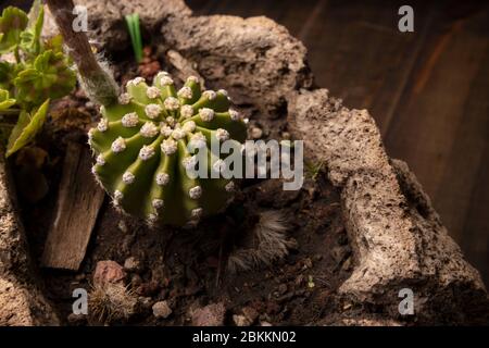 Echinopsis subdenudata Kaktus in Stein Pflanztopf mit Holzhintergrund. Gemeinhin Domino Kaktus oder Oster Lily Kaktus genannt Stockfoto