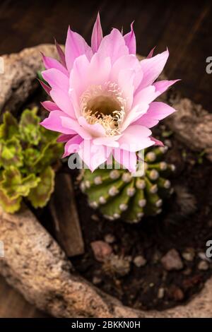 Echinopsis subdenudata Blume. Gemeinhin Domino Kaktus oder Oster Lily Kaktus genannt Stockfoto