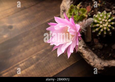 Echinopsis subdenudata Blume auf Holzhintergrund mit Kopierraum für Ihren Text. Gemeinhin Domino Kaktus oder Oster Lily Kaktus genannt Stockfoto