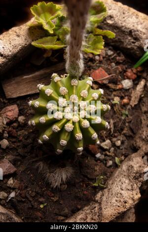 Draufsicht des Echinopsis subdenudata Kaktus in Steinplantpot. Gemeinhin Domino Kaktus oder Oster Lily Kaktus genannt Stockfoto