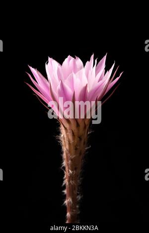 Echinopsis subdenudata Blume isoliert auf schwarzem Hintergrund. Gemeinhin Domino Kaktus oder Oster Lily Kaktus genannt Stockfoto