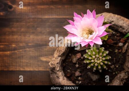 Echinopsis subdenudata Blume auf Holzhintergrund mit Kopierraum für Ihren Text. Gemeinhin Domino Kaktus oder Oster Lily Kaktus genannt Stockfoto