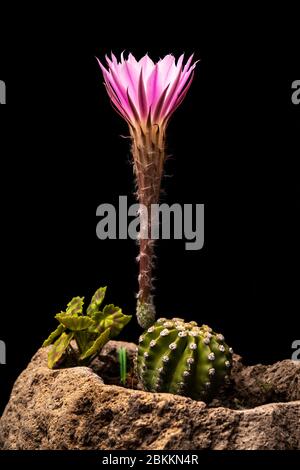 Echinopsis subdenudata gemeinhin Domino Cactus genannt. Kaktus blühend (Oster Lily Kaktus) auf schwarzem Hintergrund Stockfoto