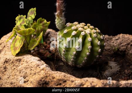 Echinopsis subdenudata Kaktus in Stein Pflanztopf mit schwarzem Hintergrund. Gemeinhin Domino Kaktus oder Oster Lily Kaktus genannt Stockfoto