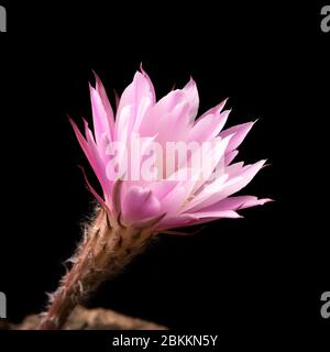 Echinopsis subdenudata Blume isoliert auf schwarzem Hintergrund. Gemeinhin Domino Kaktus oder Oster Lily Kaktus genannt Stockfoto