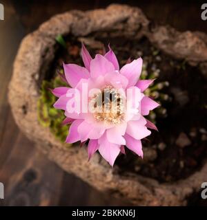 Echinopsis subdenudata Kaktus Blume. Gemeinhin Domino Kaktus oder Oster Lily Kaktus genannt Stockfoto