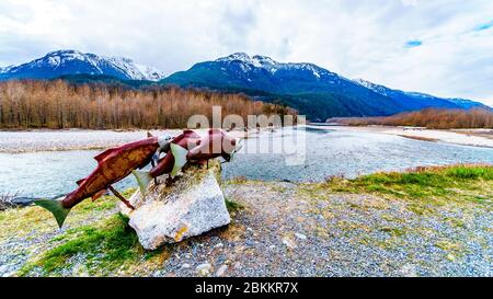 Sockeye Lachs-Ausstellung am Squamish River im Brackendale Eagles Provincial Park ein berühmter Ort zur Beobachtung von Adlern in British Columbia, Kanada Stockfoto