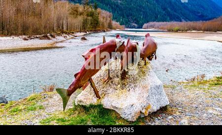 Sockeye Lachs-Ausstellung am Squamish River im Brackendale Eagles Provincial Park ein berühmter Ort zur Beobachtung von Adlern in British Columbia, Kanada Stockfoto