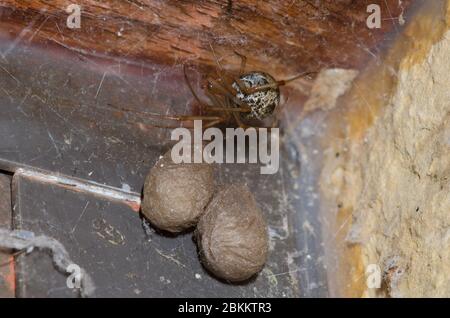 Gewöhnliche Hausspinne, Parasteatoda tepidariorum, Weibchen mit Eizellen Stockfoto