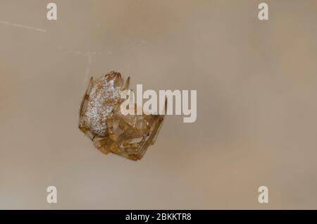 Gewöhnliche Hausspinne, Parasteatoda tepidariorum Stockfoto