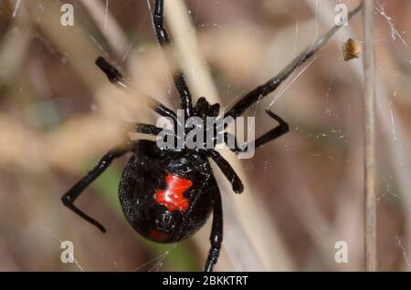 Südliche Schwarze Witwe, Latrodectus mactans, weiblich Stockfoto