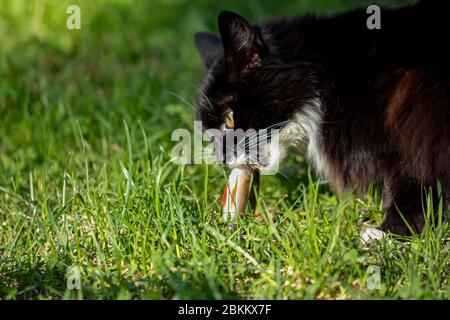 Schwarze Katze, die frischen Fisch auf dem Gras isst Stockfoto