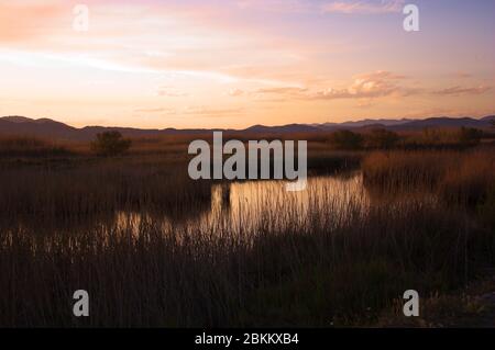 Landschaft des 'Marjal dels Moros' bei Sonnenuntergang. Feuchtgebiet zwischen den Gemeinden Puçol und Sagunto, Provinz Valencia (Spanien) Stockfoto