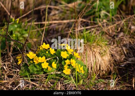 Gelbe Marschmarigold (Caltha palustris L.) in den Feuchtgebieten eines Wisconsin-Waldes im Frühling Stockfoto