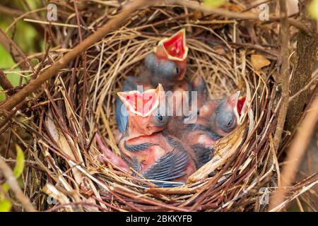 Jungvogelküken im Nest, Nördliche Kardinäle, Cardinalis Cardinalis Stockfoto