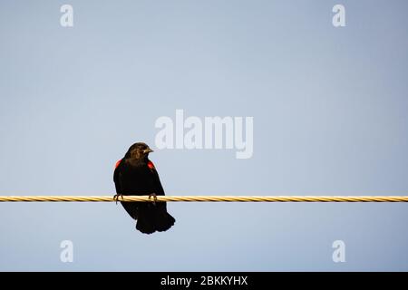 Männchen Rotflügeliger Schwarzvogel (Agelaius phoeniceus) thront im Frühjahr auf einer Stromleitung Stockfoto