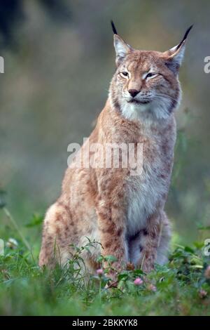 Junger Luchs, (Luchs Luchs), Stockfoto