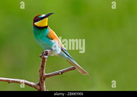 Bienenfresser, (Merops apiaste), Europäischer Bienenfresser, Stockfoto