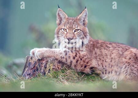 Junger Luchs, (Luchs Luchs), Stockfoto