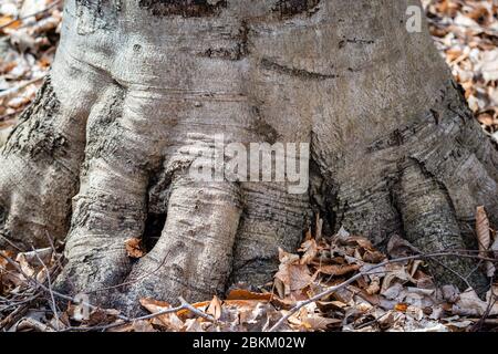 Interessante Form Bäume im Stadtpark Stockfoto