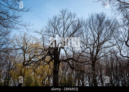 Interessante Form Bäume im Stadtpark Stockfoto