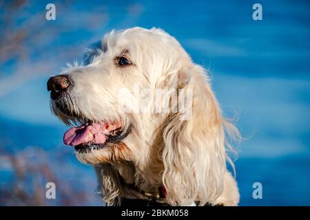 Golden Retriever Hund am Fluss Stockfoto