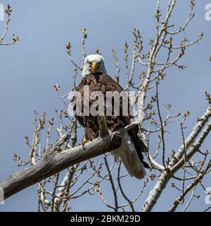 Adulter Weißkopfadler (Haliaeetus leucocephalus) auf Baumzweig Colorado, USA Stockfoto