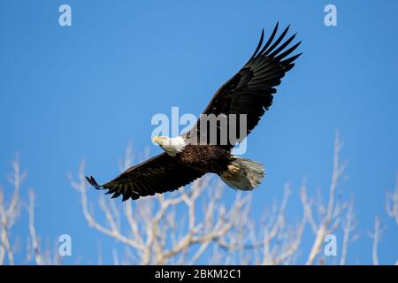 Adulter Weißkopfadler (Haliaeetus leucocephalus) im Flug Colorado, USA Stockfoto