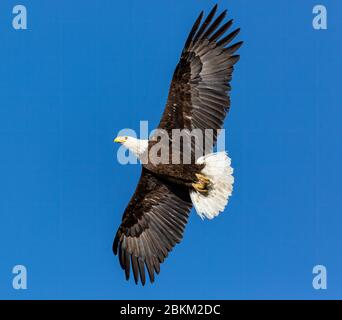 Adulter Weißkopfadler (Haliaeetus leucocephalus) im Flug Colorado, USA Stockfoto