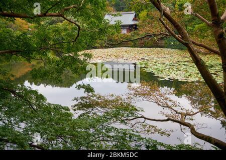 Kyoyoyochi Teich mit Seerosen und Lotusblumen überwuchert. Es wurde als der Wassergarten des Fujiwara-Anwesens entworfen, jetzt ein Ryoan-ji Tempel. Kyoto. Japa Stockfoto