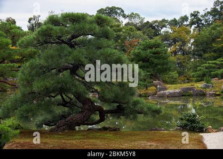 Die malerische bebaute Kiefer im Garten des Kinkaku-ji Tempels mit dem Kyoko-Chi Teich im Hintergrund. Kyoto. Japan Stockfoto