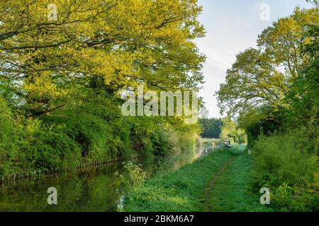 Treidelpfad und Baumreflexionen entlang des Oxford Kanals an einem Frühlingsmorgen kurz nach Sonnenaufgang. In der Nähe von Kings sutton, Northamptonshire, England Stockfoto