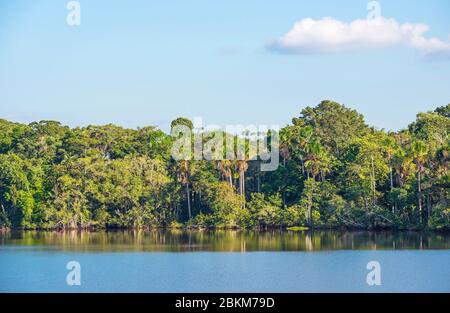 Amazonas-Regenwald-Landschaft im Yasuni-Nationalpark bei Sonnenuntergang, Ecuador. Stockfoto