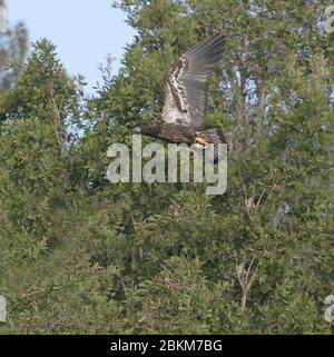 Miami, Vereinigte Staaten Von Amerika. Mai 2020. MIAMI, FL - MAI 04: Bald Eagle brütet im Everglades National Park. Everglades National Park ist ein 1.5-Millionen-Hektar Feuchtgebiet Preserve an der Südspitze des US-Bundesstaates Florida. Oft verglichen mit einem grasbewachsenen, langsam bewegenden Fluss, die Everglades besteht aus Küstenmangroven, Sägegras Sümpfe und Kiefernwald, die Heimat von Hunderten von Tierarten am 4. Mai 2020 in Broward County Florida sind. Personen: Bald Eagle Credit: Storms Media Group/Alamy Live News Stockfoto