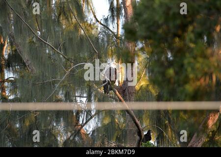 Miami, Vereinigte Staaten Von Amerika. Mai 2020. MIAMI, FL - MAI 04: Bald Eagle brütet im Everglades National Park. Everglades National Park ist ein 1.5-Millionen-Hektar Feuchtgebiet Preserve an der Südspitze des US-Bundesstaates Florida. Oft verglichen mit einem grasbewachsenen, langsam bewegenden Fluss, die Everglades besteht aus Küstenmangroven, Sägegras Sümpfe und Kiefernwald, die Heimat von Hunderten von Tierarten am 4. Mai 2020 in Broward County Florida sind. Personen: Bald Eagle Credit: Storms Media Group/Alamy Live News Stockfoto