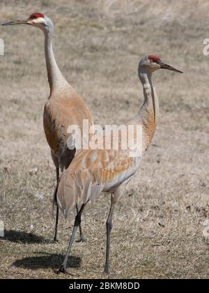 Ein Paar Sandhügel-Kraniche in freier Wildbahn mit dem Rücken zur Kamera. Sie gehen im trockenen Gras. Stockfoto