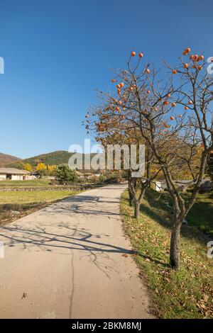 Herbst Landstraße und persimmon Baum Stockfoto