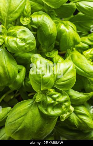Frische grüne Basilikumblätter. Draufsicht. Stockfoto