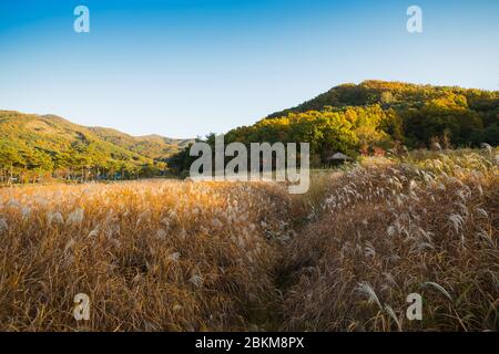 Schilffeld und Herbsthimmellandschaft in Korea Stockfoto