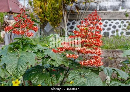 Rot blühende Pagodenblume oder Clerodendrum paniculatum, Bali, Indonesien. Stockfoto