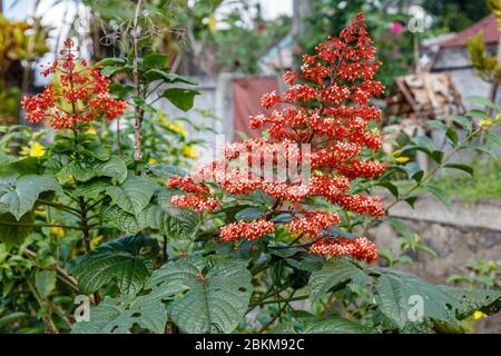 Rot blühende Pagodenblume oder Clerodendrum paniculatum, Bali, Indonesien. Stockfoto