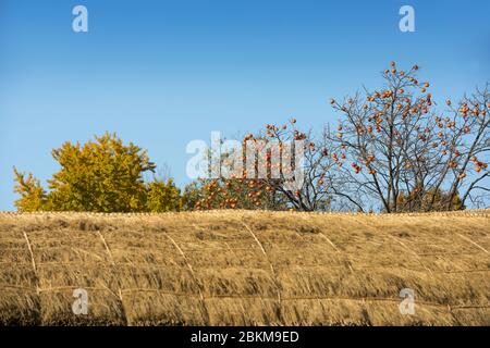 Herbstlandschaft mit Persimmonbäumen auf dem Dach eines koreanischen traditionellen Hauses Stockfoto