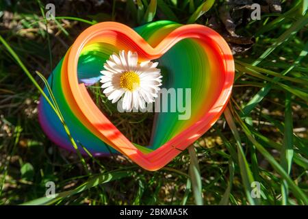 Einzelne Frühling Daisy durch eine lebendige Regenbogen farbigen Spielzeugfeder in der Form eines Herzens, die die Blume in einer zurückgehenden Perspektive konzeptionell von sp Stockfoto