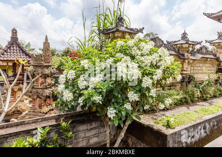 Straßen von Desa Katung in Kintamani, Bangli, Bali, Indonesien. Traditionelle balinesische Häuser. Weiß blühende Mussaenda oder Buddhas Lamp Tree. Stockfoto