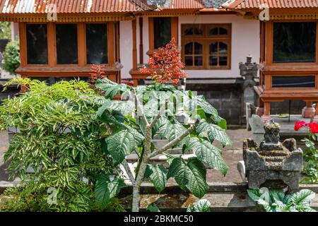 Rot blühende Pagodenblume oder Clerodendrum paniculatum, Bali, Indonesien. Stockfoto